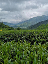 Load image into Gallery viewer, Oolong Tea: Golden Jade (Four Seasons "green" oolong)