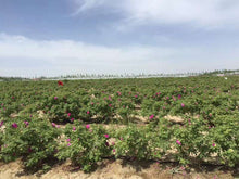 Load image into Gallery viewer, NEW! Damask Rose Buds (Fresh Spring Harvest)