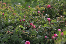Load image into Gallery viewer, NEW! Damask Rose Buds (Fresh Spring Harvest)